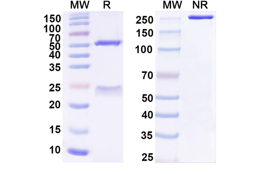 SDS-PAGE - Anti-TREM1 Antibody [PY159] Biosimilar - BSA and Azide free (A340355) - Antibodies.com