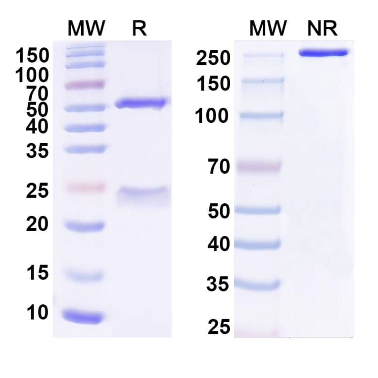 SDS-PAGE - Anti-TREM1 Antibody [PY159] Biosimilar - BSA and Azide free (A340355) - Antibodies.com
