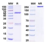 SDS-PAGE - Anti-TREM1 Antibody [PY159] Biosimilar - BSA and Azide free (A340355) - Antibodies.com