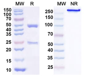 SDS-PAGE - Anti-TSG101 Antibody [FGI-11-1A6] Biosimilar - BSA and Azide free (A340357) - Antibodies.com