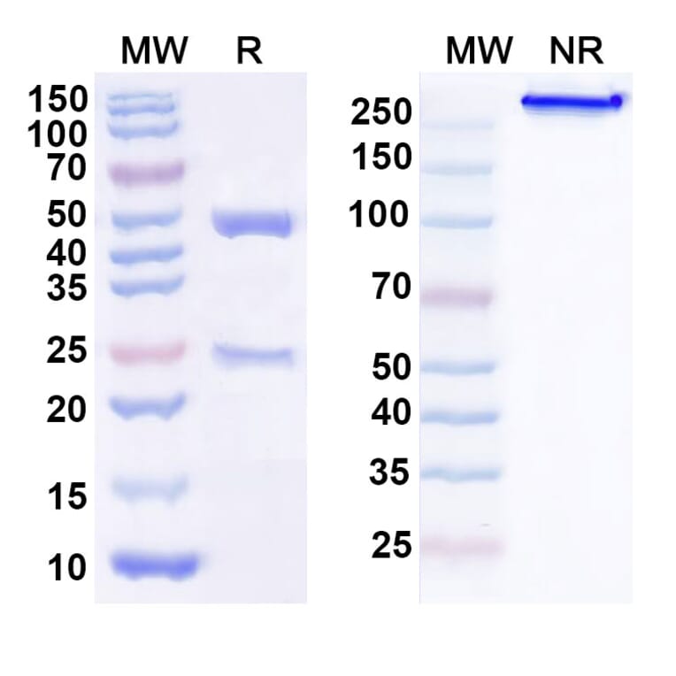 SDS-PAGE - Anti-TSG101 Antibody [FGI-11-1A6] Biosimilar - BSA and Azide free (A340357) - Antibodies.com