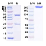 SDS-PAGE - Anti-TSG101 Antibody [FGI-11-1A6] Biosimilar - BSA and Azide free (A340357) - Antibodies.com