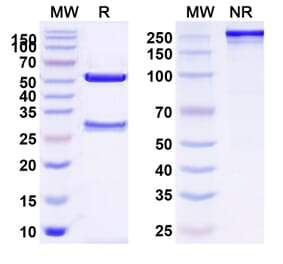 SDS-PAGE - Anti-TSHR Antibody [K1 7] Biosimilar - BSA and Azide free (A340358) - Antibodies.com