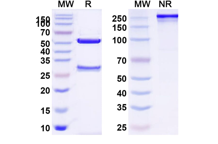 SDS-PAGE - Anti-TSHR Antibody [K1 7] Biosimilar - BSA and Azide free (A340358) - Antibodies.com