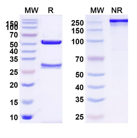 SDS-PAGE - Anti-TSHR Antibody [K1 7] Biosimilar - BSA and Azide free (A340358) - Antibodies.com