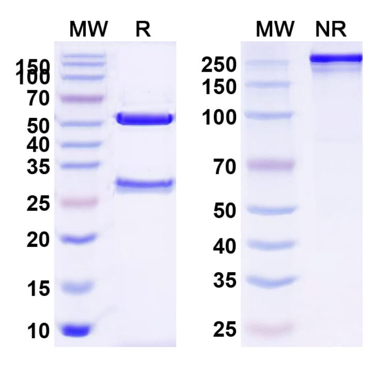SDS-PAGE - Anti-TSHR Antibody [K1 7] Biosimilar - BSA and Azide free (A340358) - Antibodies.com