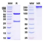 SDS-PAGE - Anti-TSHR Antibody [K1 7] Biosimilar - BSA and Azide free (A340358) - Antibodies.com