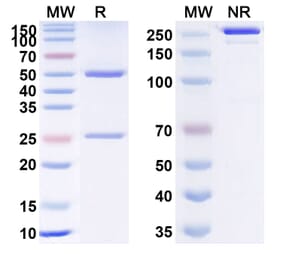 SDS-PAGE - Anti-TSLP Antibody [RO5469754] Biosimilar - BSA and Azide free (A340360) - Antibodies.com