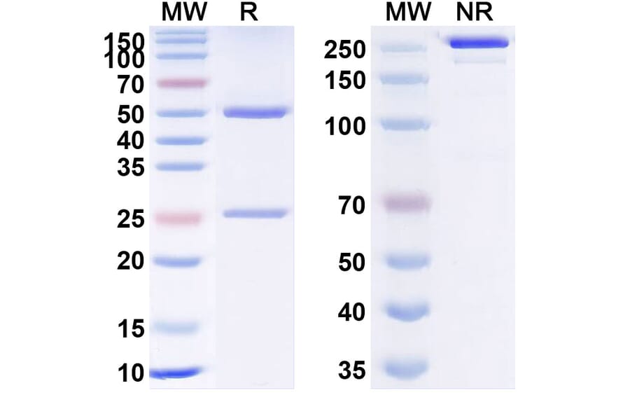 SDS-PAGE - Anti-TSLP Antibody [RO5469754] Biosimilar - BSA and Azide free (A340360) - Antibodies.com