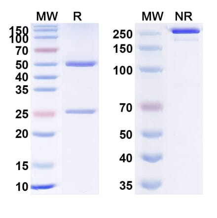 SDS-PAGE - Anti-TSLP Antibody [RO5469754] Biosimilar - BSA and Azide free (A340360) - Antibodies.com