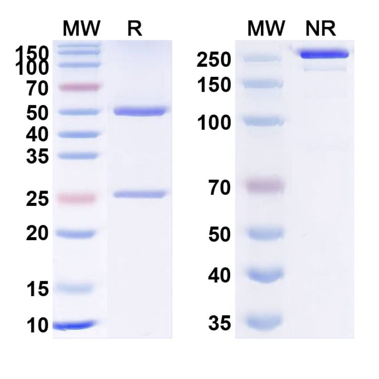 SDS-PAGE - Anti-TSLP Antibody [RO5469754] Biosimilar - BSA and Azide free (A340360) - Antibodies.com