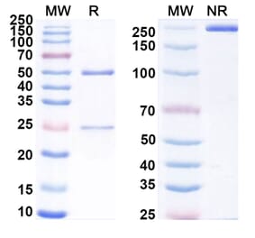 SDS-PAGE - Anti-uPAR Antibody [ATN-658] Biosimilar - BSA and Azide free (A340361) - Antibodies.com