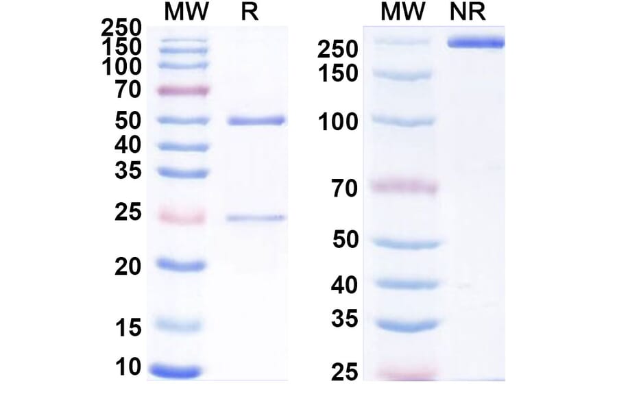 SDS-PAGE - Anti-uPAR Antibody [ATN-658] Biosimilar - BSA and Azide free (A340361) - Antibodies.com