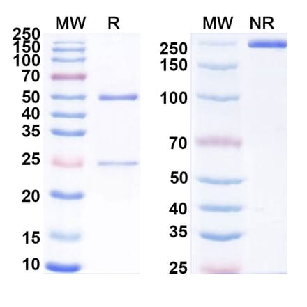 SDS-PAGE - Anti-uPAR Antibody [ATN-658] Biosimilar - BSA and Azide free (A340361) - Antibodies.com