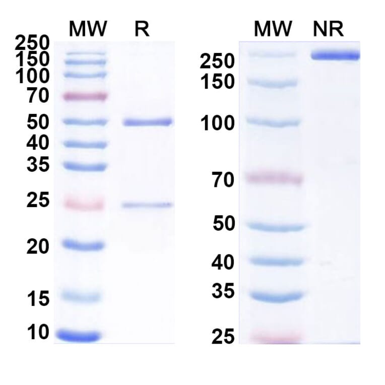 SDS-PAGE - Anti-uPAR Antibody [ATN-658] Biosimilar - BSA and Azide free (A340361) - Antibodies.com