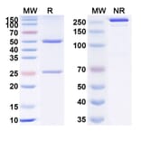 SDS-PAGE - Anti-VEGFA Antibody [BAT 596] Biosimilar - BSA and Azide free (A340364) - Antibodies.com