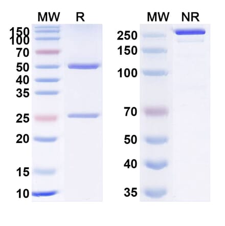 SDS-PAGE - Anti-VEGFA Antibody [FYB21] Biosimilar - BSA and Azide free (A340366) - Antibodies.com