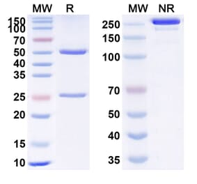 SDS-PAGE - Anti-VEGFA Antibody [LYN11] Biosimilar - BSA and Azide free (A340367) - Antibodies.com