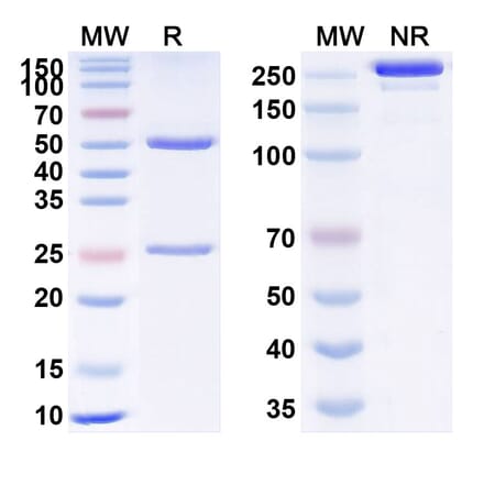 SDS-PAGE - Anti-VEGFA Antibody [LYN11] Biosimilar - BSA and Azide free (A340367) - Antibodies.com