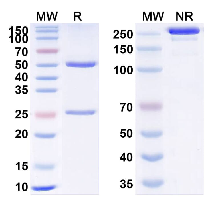 SDS-PAGE - Anti-VEGFA Antibody [LYN11] Biosimilar - BSA and Azide free (A340367) - Antibodies.com