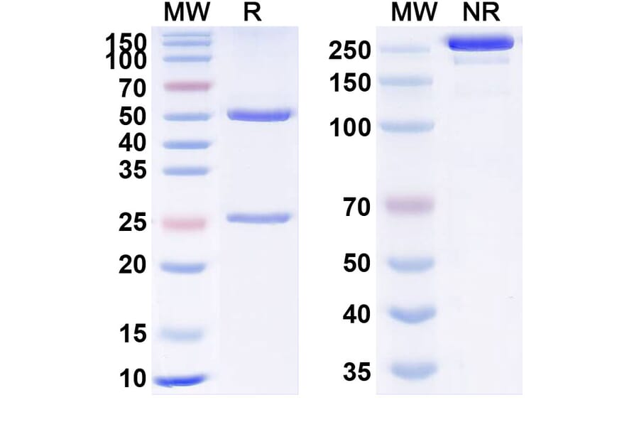 SDS-PAGE - Anti-VEGFA Antibody [MW2] Biosimilar - BSA and Azide free (A340368) - Antibodies.com
