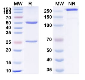 SDS-PAGE - Anti-VEGFA Antibody [UB-922] Biosimilar - BSA and Azide free (A340371) - Antibodies.com