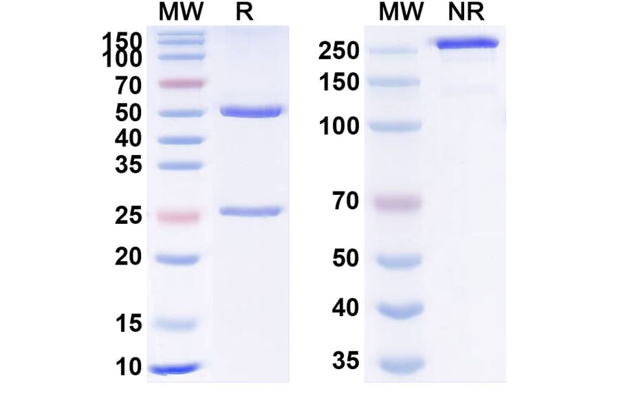 SDS-PAGE - Anti-VEGFA Antibody [UB-922] Biosimilar - BSA and Azide free (A340371) - Antibodies.com