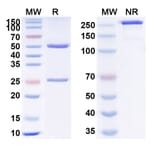 SDS-PAGE - Anti-VEGFA Antibody [UB-922] Biosimilar - BSA and Azide free (A340371) - Antibodies.com