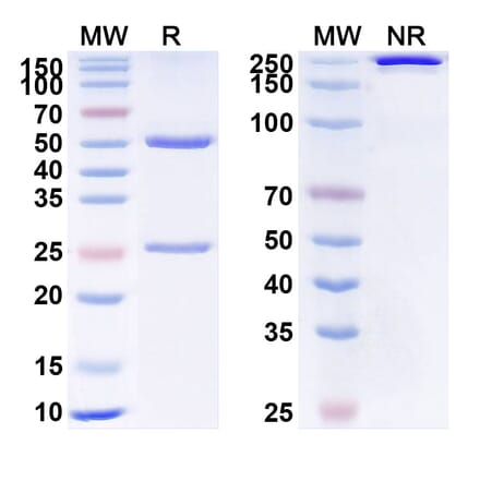 SDS-PAGE - Anti-VEGFA Antibody [VX7] Biosimilar - BSA and Azide free (A340374) - Antibodies.com