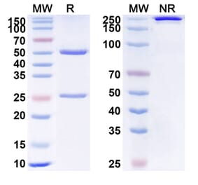 SDS-PAGE - Anti-VEGFB Antibody [CSL 346] Biosimilar - BSA and Azide free (A340375) - Antibodies.com