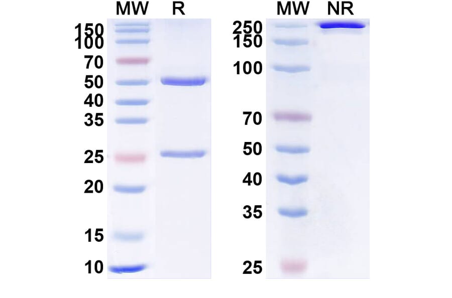 SDS-PAGE - Anti-VEGFB Antibody [CSL 346] Biosimilar - BSA and Azide free (A340375) - Antibodies.com