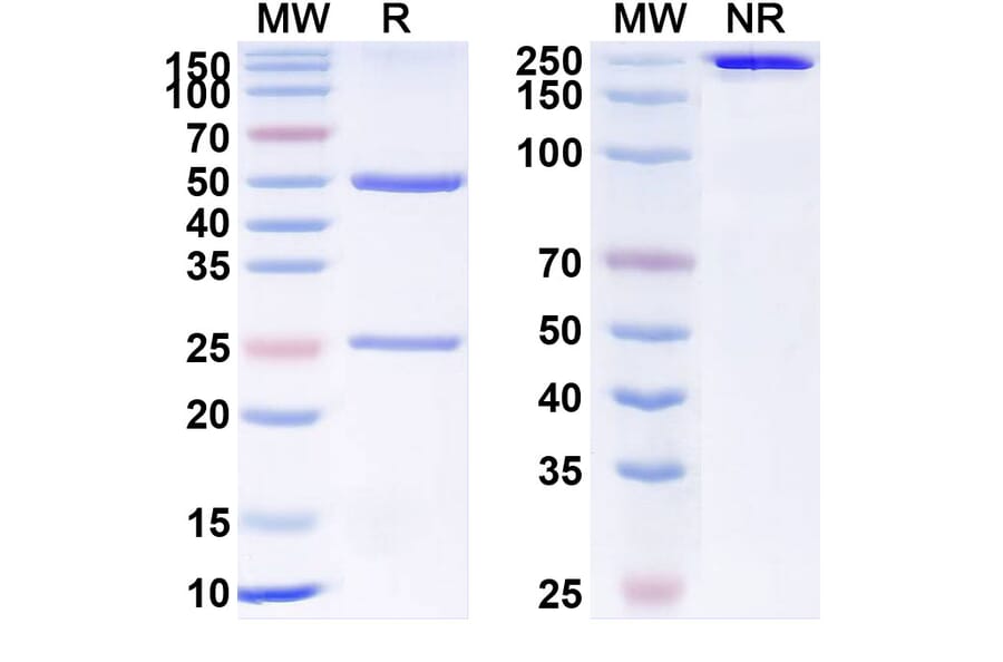 SDS-PAGE - Anti-VEGF Receptor 2 Antibody [MSB-254] Biosimilar - BSA and Azide free (A340378) - Antibodies.com