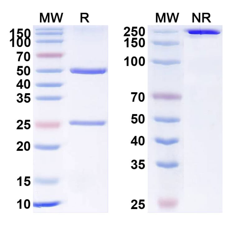 SDS-PAGE - Anti-VEGF Receptor 2 Antibody [MSB-254] Biosimilar - BSA and Azide free (A340378) - Antibodies.com