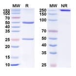 SDS-PAGE - Anti-VISTA Antibody [W18] Biosimilar - BSA and Azide free (A340380) - Antibodies.com