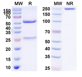 SDS-PAGE - Anti-alpha 2 Antiplasmin Antibody [DS9231] Biosimilar - BSA and Azide free (A340381) - Antibodies.com