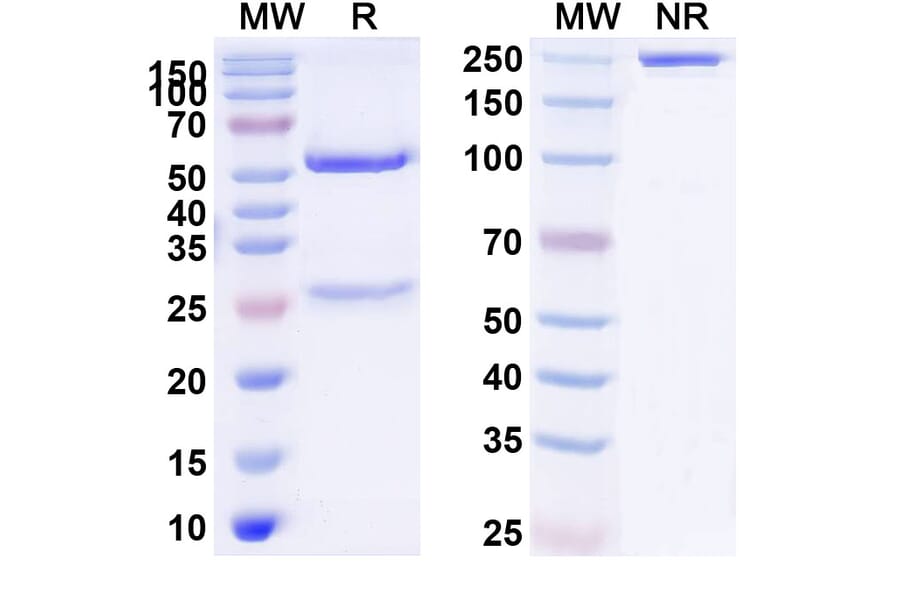 SDS-PAGE - Anti-alpha 2 Antiplasmin Antibody [DS9231] Biosimilar - BSA and Azide free (A340381) - Antibodies.com