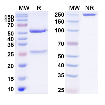 SDS-PAGE - Anti-alpha 2 Antiplasmin Antibody [DS9231] Biosimilar - BSA and Azide free (A340381) - Antibodies.com