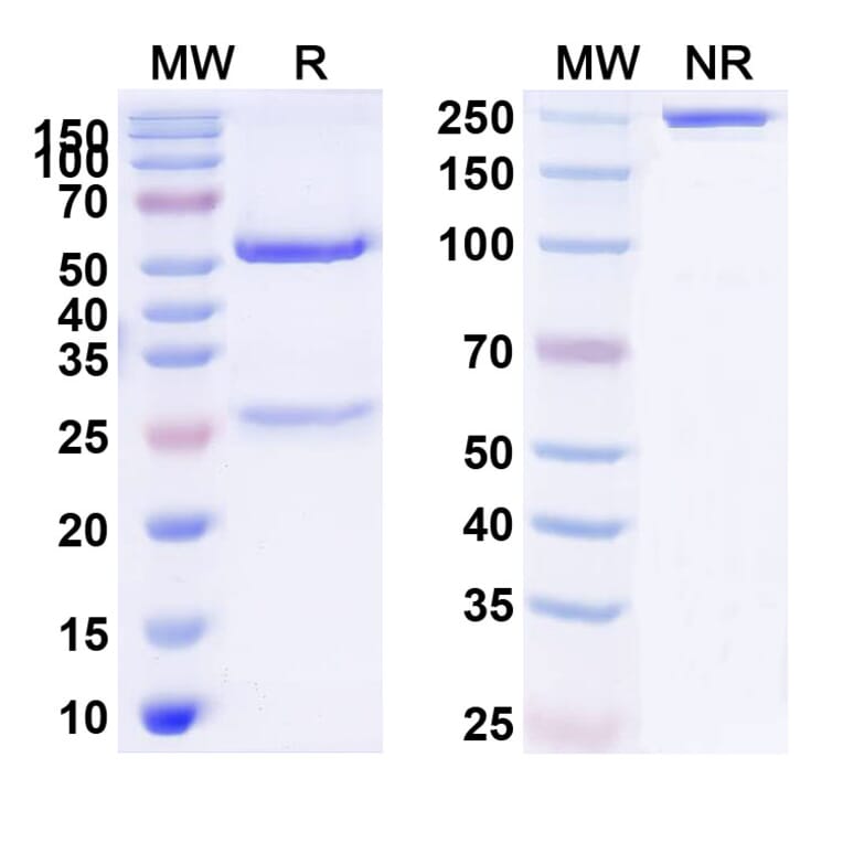 SDS-PAGE - Anti-alpha 2 Antiplasmin Antibody [DS9231] Biosimilar - BSA and Azide free (A340381) - Antibodies.com
