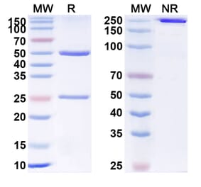 SDS-PAGE - Anti-DLL4 Antibody [MEDI639] Biosimilar - BSA and Azide free (A340382) - Antibodies.com