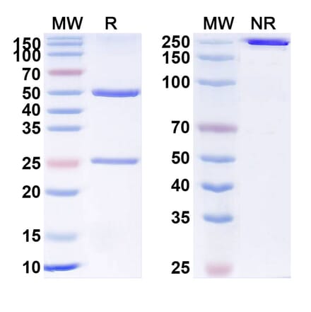 SDS-PAGE - Anti-DLL4 Antibody [MEDI639] Biosimilar - BSA and Azide free (A340382) - Antibodies.com