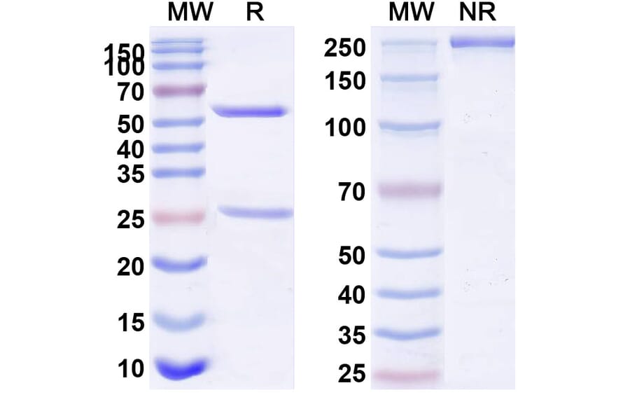 SDS-PAGE - Anti-CD127 Antibody [GSK261896] Biosimilar - BSA and Azide free (A340384) - Antibodies.com