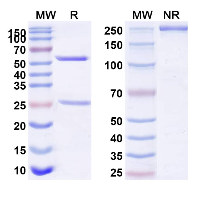 SDS-PAGE - Anti-CD127 Antibody [GSK261896] Biosimilar - BSA and Azide free (A340384) - Antibodies.com
