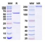 SDS-PAGE - Anti-CD127 Antibody [GSK261896] Biosimilar - BSA and Azide free (A340384) - Antibodies.com