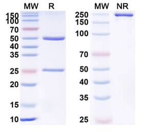 SDS-PAGE - Anti-CD43 Antibody [AT1413] Biosimilar - BSA and Azide free (A340386) - Antibodies.com