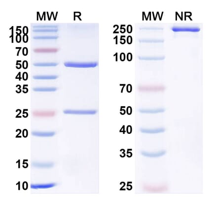 SDS-PAGE - Anti-CD43 Antibody [AT1413] Biosimilar - BSA and Azide free (A340386) - Antibodies.com