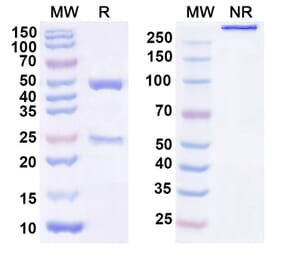 SDS-PAGE - Anti-GDF15 Antibody [AV 38] Biosimilar - BSA and Azide free (A340389) - Antibodies.com