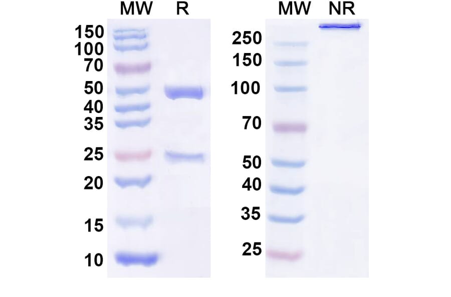 SDS-PAGE - Anti-GDF15 Antibody [AV 38] Biosimilar - BSA and Azide free (A340389) - Antibodies.com