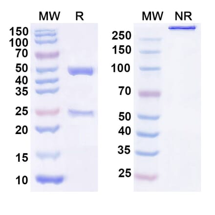 SDS-PAGE - Anti-GDF15 Antibody [AV 38] Biosimilar - BSA and Azide free (A340389) - Antibodies.com