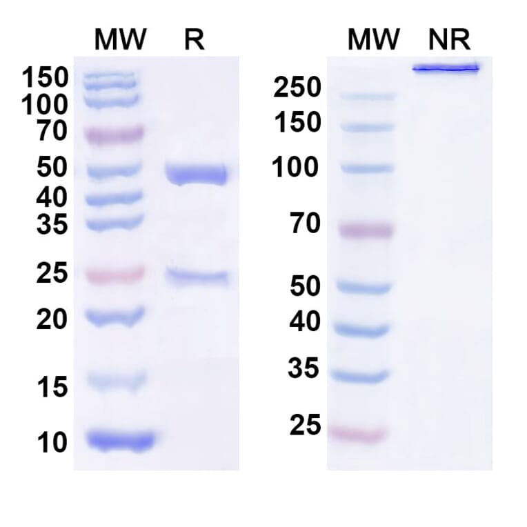 SDS-PAGE - Anti-GDF15 Antibody [AV 38] Biosimilar - BSA and Azide free (A340389) - Antibodies.com