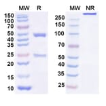 SDS-PAGE - Anti-GDF15 Antibody [AV 38] Biosimilar - BSA and Azide free (A340389) - Antibodies.com